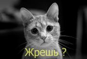 Избигнев